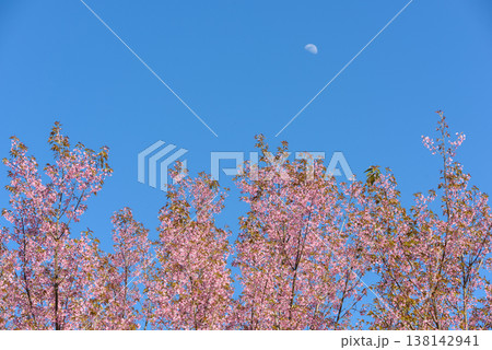 Thailand Sakura pink flower : Full pink cherry blossom on spring in the morning at Chiang Mai province, north of Thailand. Thailand Sakura pink flower : Full pink cherry blossom on spring in the morning at Chiang Mai province, north of Thailand. 138142941