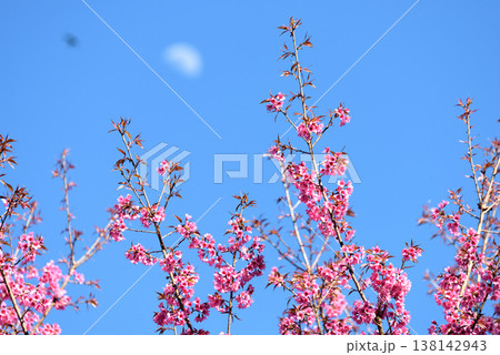 Thailand Sakura pink flower : Full pink cherry blossom on spring in the morning at Chiang Mai province, north of Thailand. Thailand Sakura pink flower : Full pink cherry blossom on spring in the morning at Chiang Mai province, north of Thailand. 138142943
