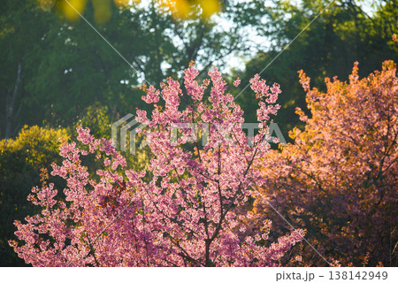 Thailand Sakura pink flower : Full pink cherry blossom on spring in the morning at Chiang Mai province, north of Thailand. Thailand Sakura pink flower : Full pink cherry blossom on spring in the morning at Chiang Mai province, north of Thailand. 138142949