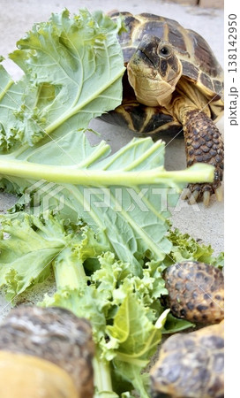 大きい野菜にびっくりするロシアリクガメ 大きい野菜にびっくりするロシアリクガメ 138142950