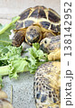野菜を囲って食べるロシアリクガメ 138142952