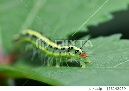 フタトガリコヤガ幼虫 フタトガリコヤガ幼虫 138142959