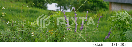 ecology travel with camping outdoor relax in rice field at chiangmai thailand in raining season 138143033