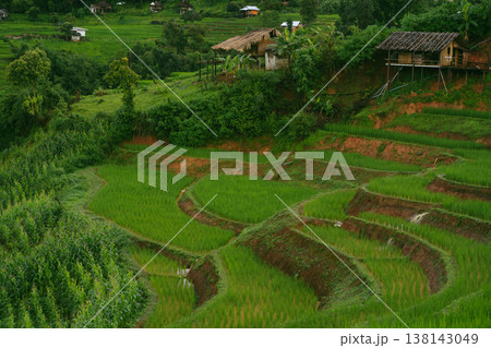 ecology travel with camping outdoor relax in rice field at chiangmai thailand in raining season 138143049