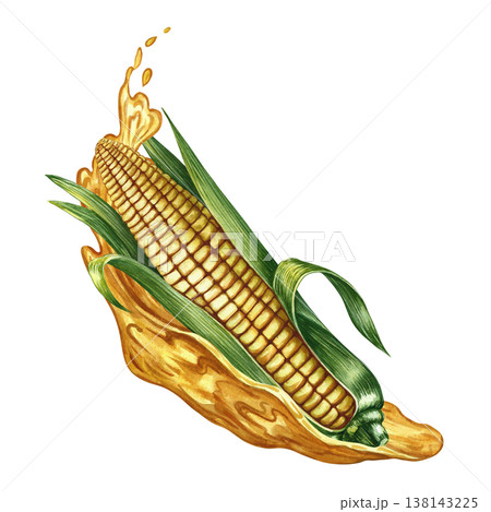Corn oil. Hand-drawn watercolor illustration. A whole corn cob and a splash of oil. Perfect for labels and packaging, as well as menus, banners, posters, and more. 138143225