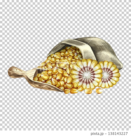 Corn. Hand-drawn watercolor illustration. Corn kernels in an upside-down burlap bag, in a wooden scoop, and a corn cob in section. For creating product labels, posters, banners, menus, and more 138143227