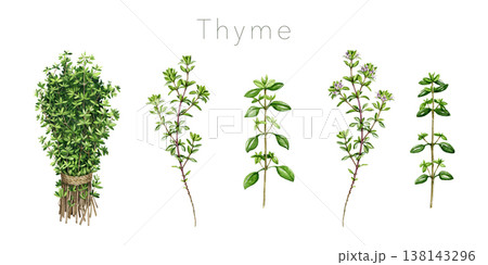 Fresh thyme herb bunch, stem, sprig element set on white background. Hand drawn thyme plant vintage style botanical watercolor illustration. Herbal aromatic spice for cooking, food branding design Fresh thyme herb bunch, stem, sprig element set on white background. Hand drawn thyme plant vintage style botanical watercolor illustration. Herbal aromatic spice for cooking, food branding design 138143296