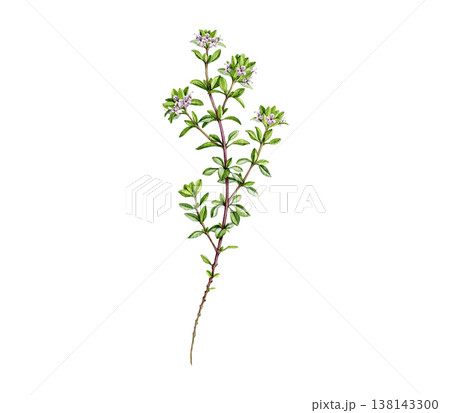 Fresh thyme herb sprig with flowers on white background. Hand drawn thyme plant vintage style botanical watercolor illustration. Herbal aromatic spice for cooking, food branding, packaging design 138143300