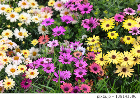 March 21 2026 Colorful African daisy flowers blooming in summer garden March 21 2026 Colorful African daisy flowers blooming in summer garden 138143396
