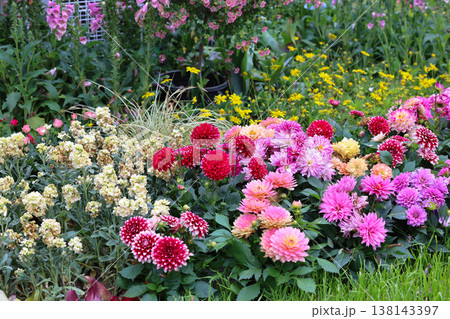 March 21 2026 Colorful dahlia and stock flowers in summer garden March 21 2026 Colorful dahlia and stock flowers in summer garden 138143397