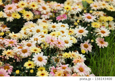 March 21 2026 Soft pastel daisies bloom densely across lush green foliage March 21 2026 Soft pastel daisies bloom densely across lush green foliage 138143400
