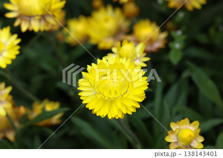 March 21 2026 Bright yellow strawflower blooms vividly among deep green foliage March 21 2026 Bright yellow strawflower blooms vividly among deep green foliage 138143401