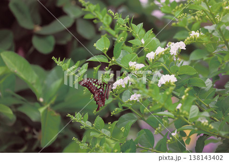 March 21 2026 Butterfly feeds gently atop white blossoms in lush greenery March 21 2026 Butterfly feeds gently atop white blossoms in lush greenery 138143402