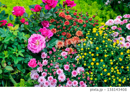 March 21 2026 Colorful pink roses and chrysanthemum flowers in garden March 21 2026 Colorful pink roses and chrysanthemum flowers in garden 138143408