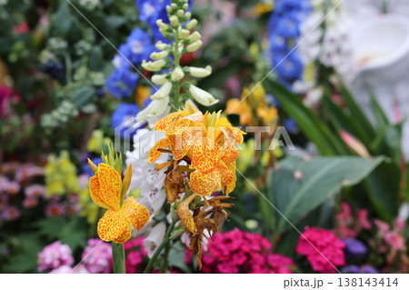 March 21 2026 Yellow spotted canna lily and blue delphinium flowers March 21 2026 Yellow spotted canna lily and blue delphinium flowers 138143414