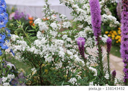 March 21 2026 White spirea blossoms bloom beside tall purple liatris spikes March 21 2026 White spirea blossoms bloom beside tall purple liatris spikes 138143432