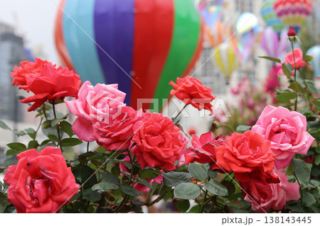 March 21 2026 Vibrant roses bloom beneath colorful rising hot air balloons 138143445