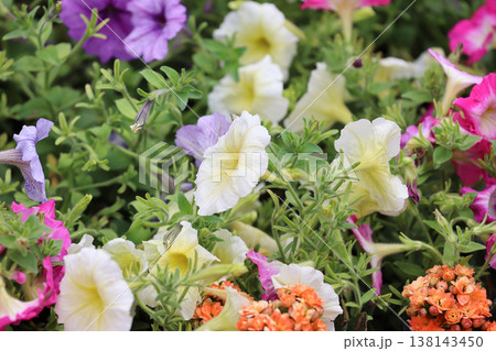 March 21 2026 Colorful petunias bloom vibrantly across soft pastel garden bed March 21 2026 Colorful petunias bloom vibrantly across soft pastel garden bed 138143450