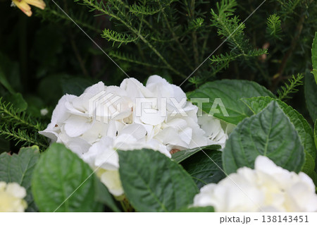 March 21 2026 White hydrangea blossoms emerge softly among deep green leaves March 21 2026 White hydrangea blossoms emerge softly among deep green leaves 138143451