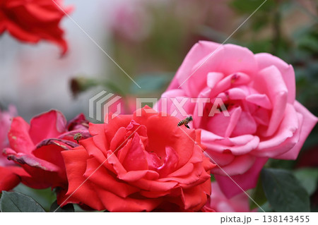 March 21 2026 Bees hover gently above blooming red and pink roses 138143455