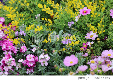 March 21 2026 Pink and yellow wildflowers bloom vibrantly across dense greenery March 21 2026 Pink and yellow wildflowers bloom vibrantly across dense greenery 138143465