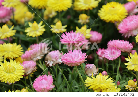 March 21 2026 Pink and yellow strawflowers bloom brightly across lush foliage March 21 2026 Pink and yellow strawflowers bloom brightly across lush foliage 138143472