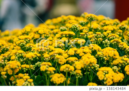 March 21 2026 Bright yellow kalanchoe flowers bloom densely across green foliage March 21 2026 Bright yellow kalanchoe flowers bloom densely across green foliage 138143484