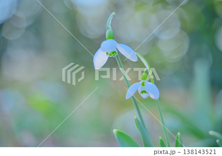 春を告げるスノードロップの花 春を告げるスノードロップの花 138143521