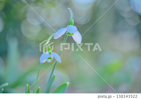 春を告げるスノードロップの花 138143522