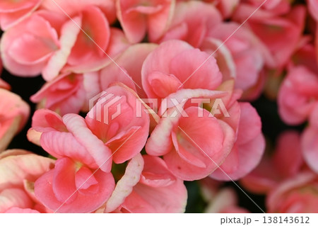 ピンク色の花 ピンク色の花 138143612