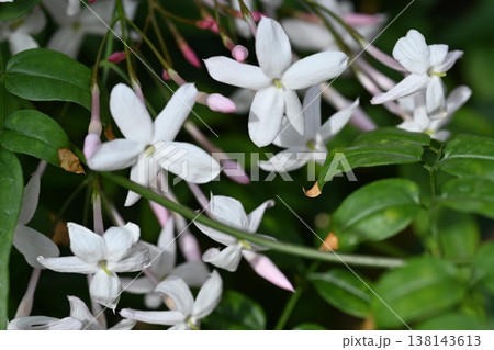 白い花 白い花 138143613