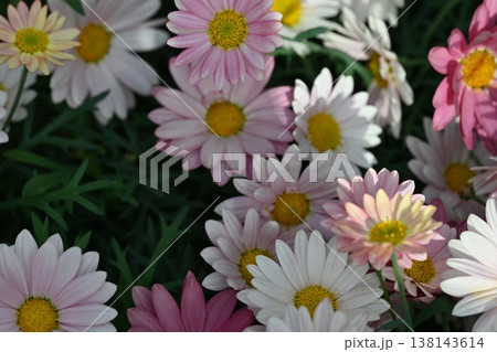 春の花壇に咲くマーガレットの花 春の花壇に咲くマーガレットの花 138143614
