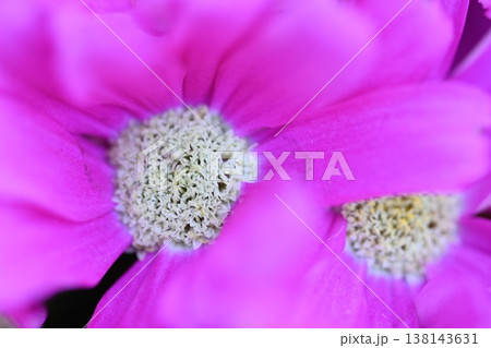 ピンク色の花 ピンク色の花 138143631