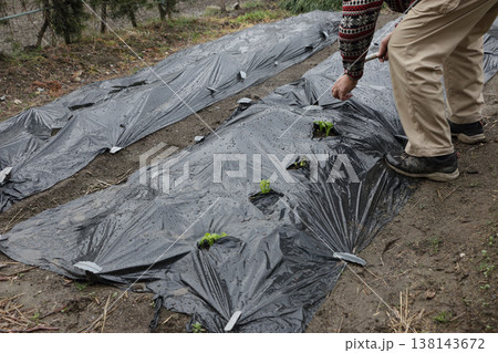 ジャガイモ畑の黒マルチ破り 138143672