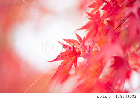 紅葉 紅葉 138143682