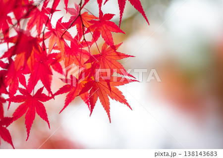 紅葉 138143683