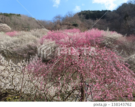 坂本梅園さかもとばいえん、見事な梅の花の里、上郡町岩木、西播磨花の里 138143762