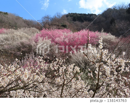 坂本梅園さかもとばいえん、見事な梅の花の里、上郡町岩木、西播磨花の里 138143763