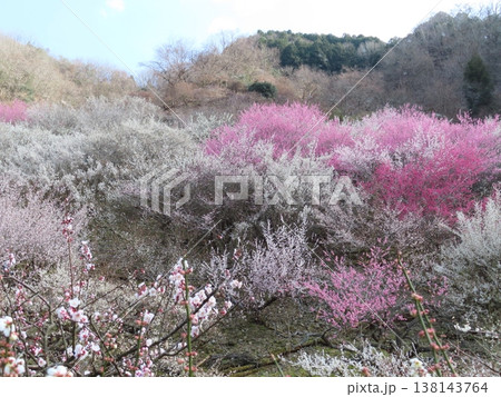 坂本梅園さかもとばいえん、見事な梅の花の里、上郡町岩木、西播磨花の里 138143764