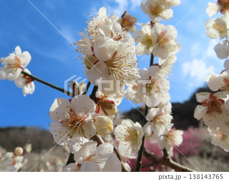 坂本梅園さかもとばいえん、見事な梅の花の里、上郡町岩木、西播磨花の里 138143765