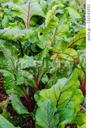 Fresh green beet leaves with red veins covered in water drops in a garden Fresh green beet leaves with red veins covered in water drops in a garden 138143852