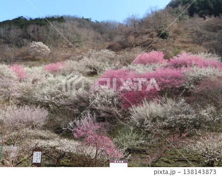 坂本梅園さかもとばいえん、見事な梅の花の里、上郡町岩木、西播磨花の里 138143873