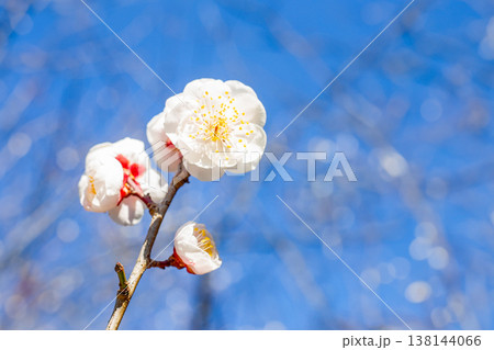梅の花 138144066
