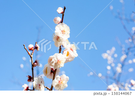 梅の花 梅の花 138144067