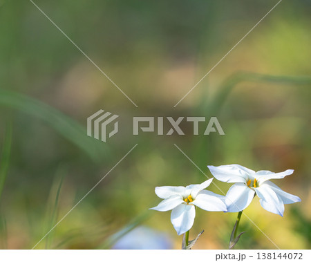 白い春の花のクローズアップ 柔らかい光 白い春の花のクローズアップ 柔らかい光 138144072