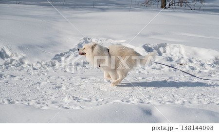 Fluffy samoyed dog walking on snowy winter trail 138144098