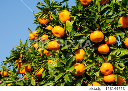 みかん園 138144238
