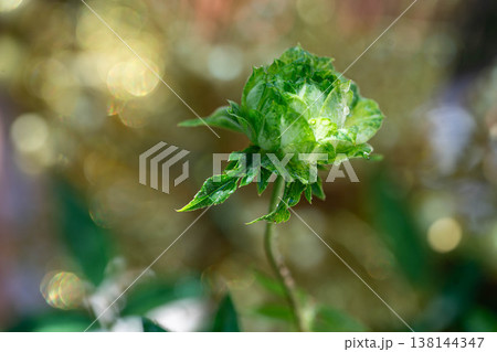 Rare Green Rose Bud with Water Drops on Golden Bokeh Background Rare Green Rose Bud with Water Drops on Golden Bokeh Background 138144347