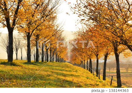 長野県飯山市千曲川畔紅葉の桜並木 138144363