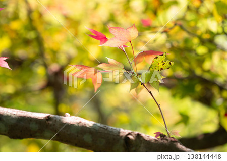 Close-up of Vibrant Maple Leaves Changing Color in Autumn Sunlight 138144448